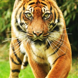 mobile-animal-tiger_017