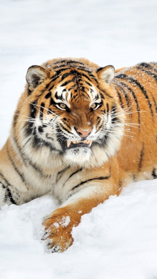 mobile-animal-tiger_018.jpg