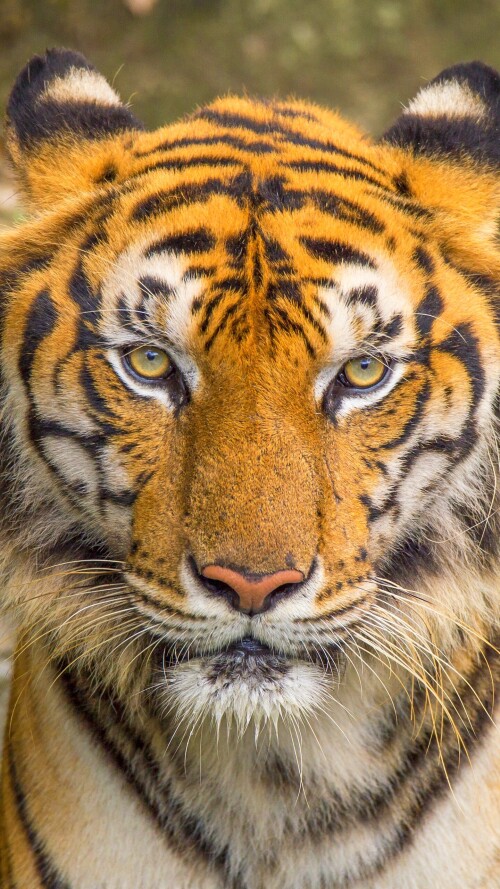 mobile-animal-tiger_019.jpg