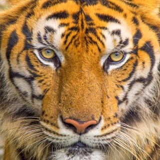 mobile-animal-tiger_019