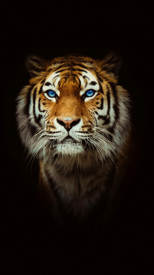 mobile-animal-tiger_021.jpg