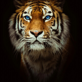 mobile-animal-tiger_021