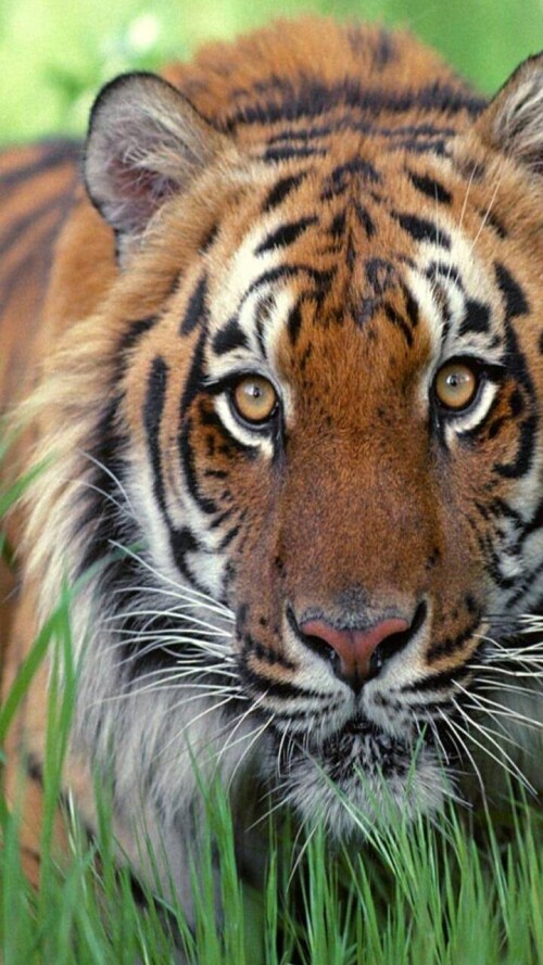 mobile-animal-tiger_022.jpg