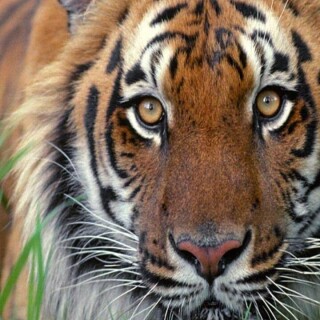 mobile-animal-tiger_022