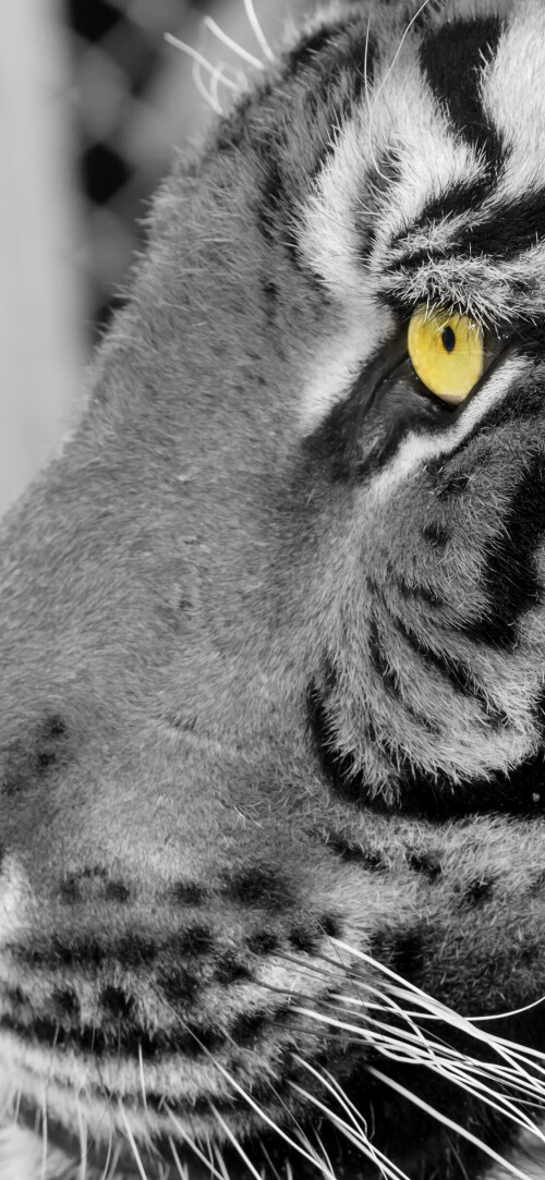 mobile-animal-tiger_025.jpg