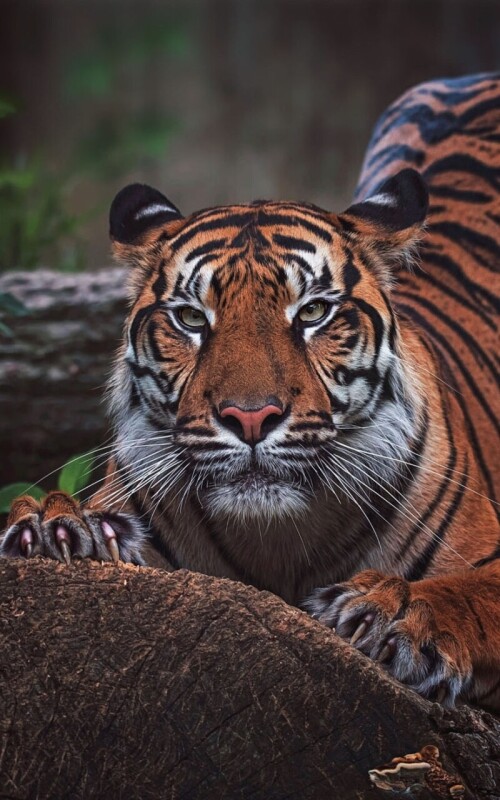 mobile-animal-tiger_027.jpg