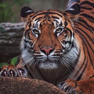 mobile-animal-tiger_027
