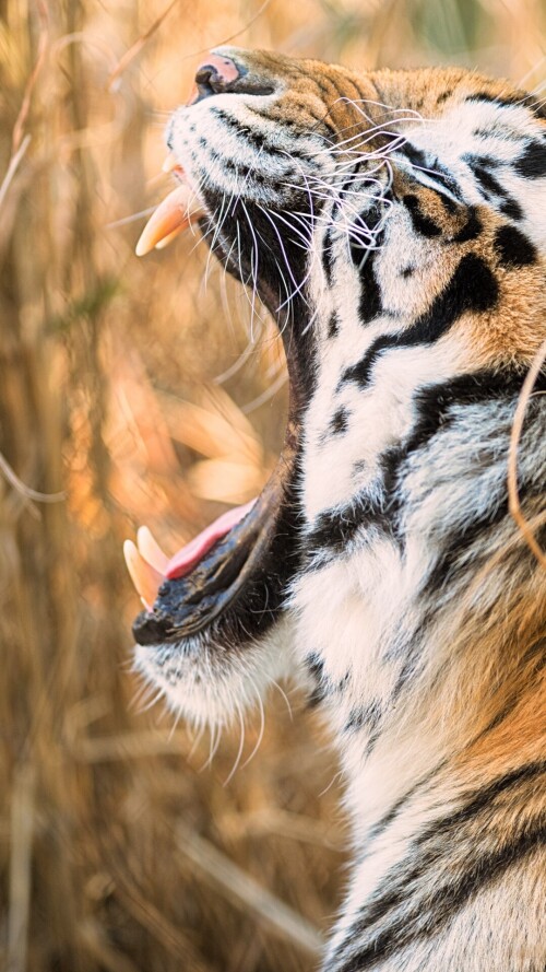 mobile-animal-tiger_028.jpg
