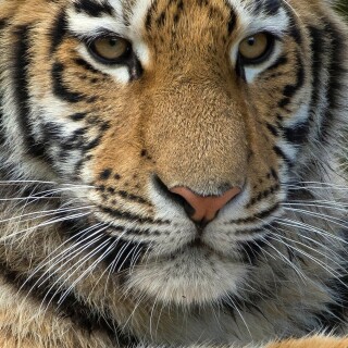 mobile-animal-tiger_029