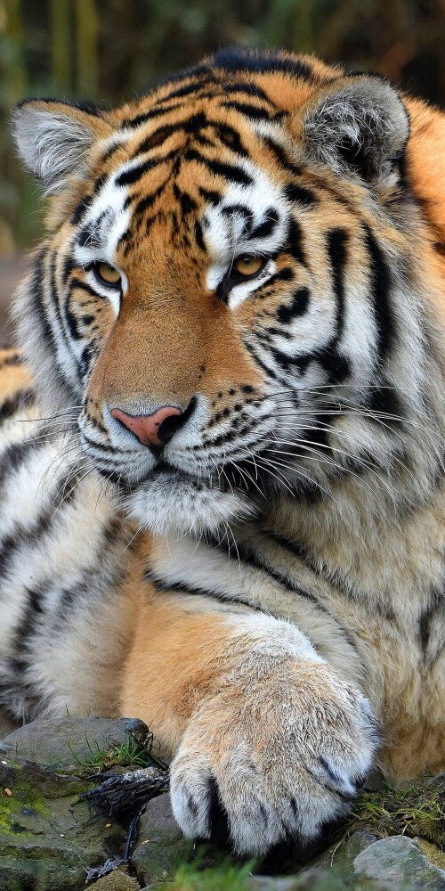 mobile-animal-tiger_030.jpg