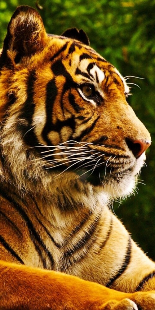 mobile-animal-tiger_033.jpg