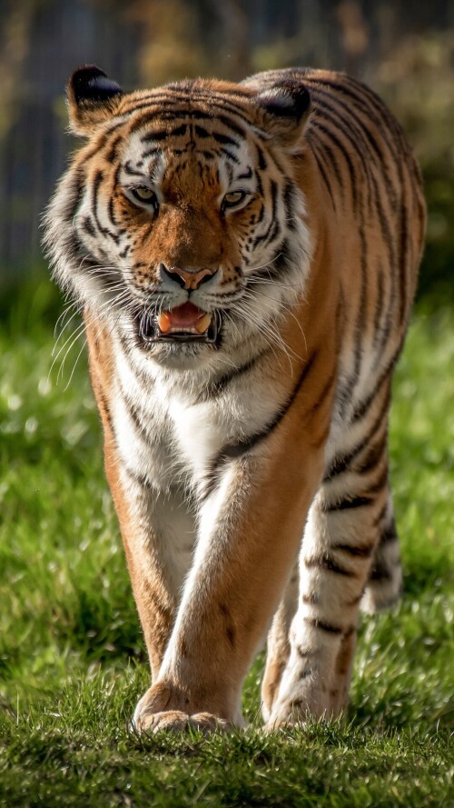 mobile-animal-tiger_036.jpg