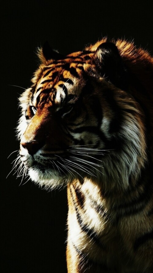 mobile-animal-tiger_038.jpg