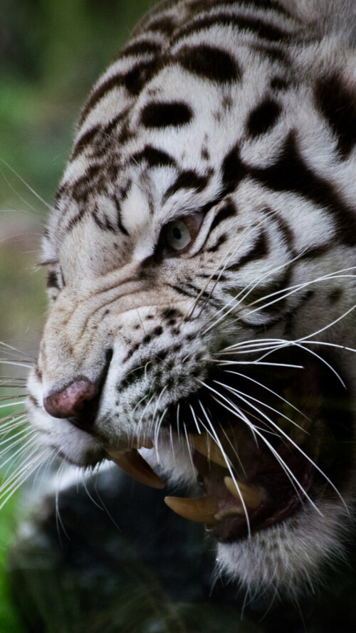 mobile-animal-tiger_040.jpg