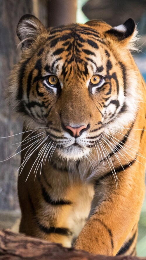 mobile-animal-tiger_043.jpg
