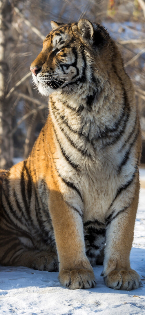 mobile-animal-tiger_045.jpg