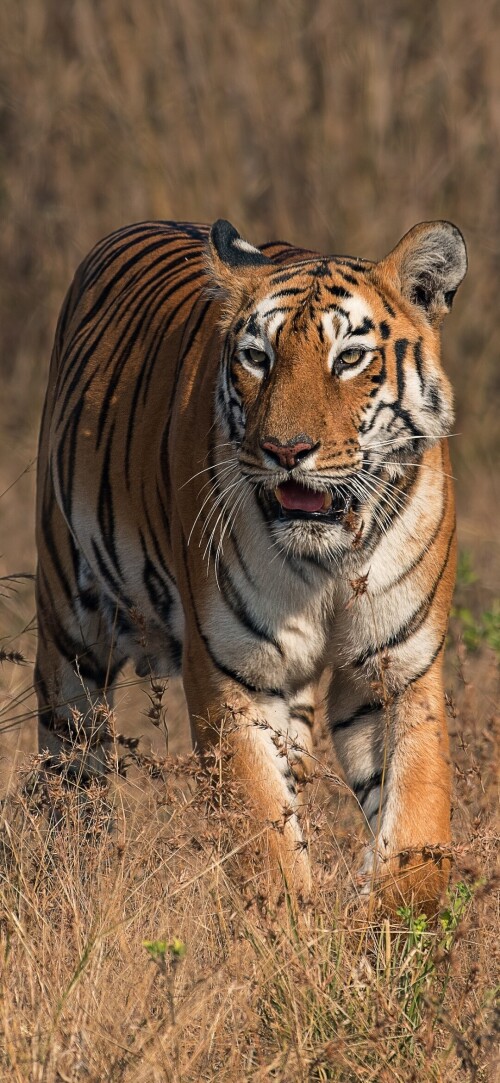 mobile-animal-tiger_046.jpg