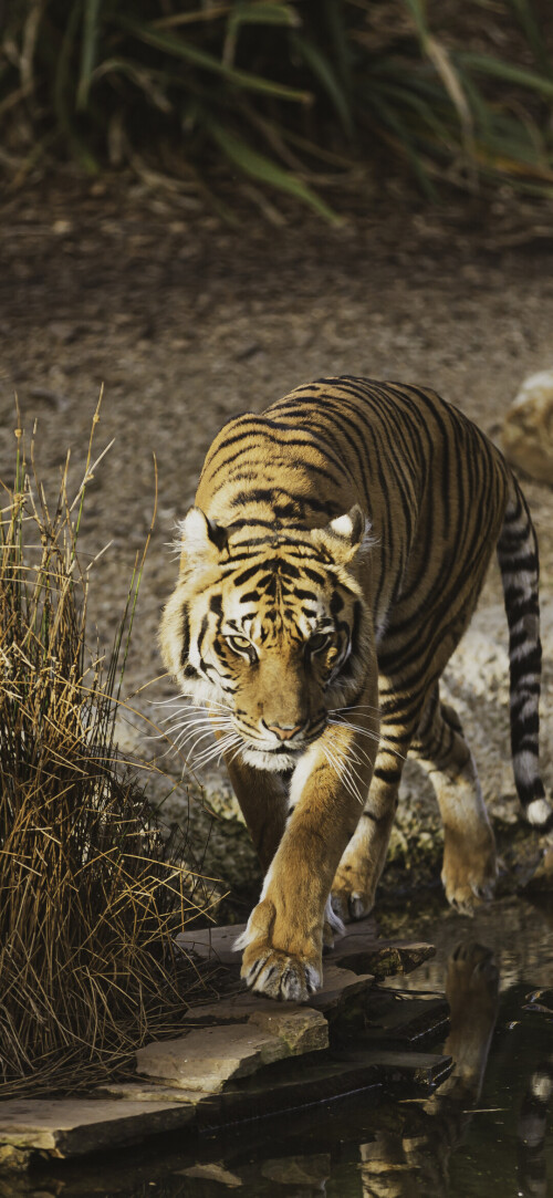 mobile-animal-tiger_047.jpg