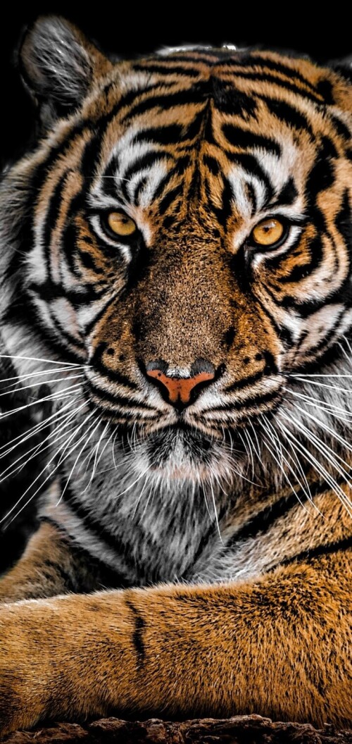mobile-animal-tiger_052.jpg