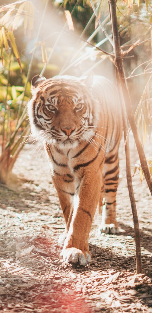 mobile-animal-tiger_054.jpg