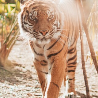 mobile-animal-tiger_054