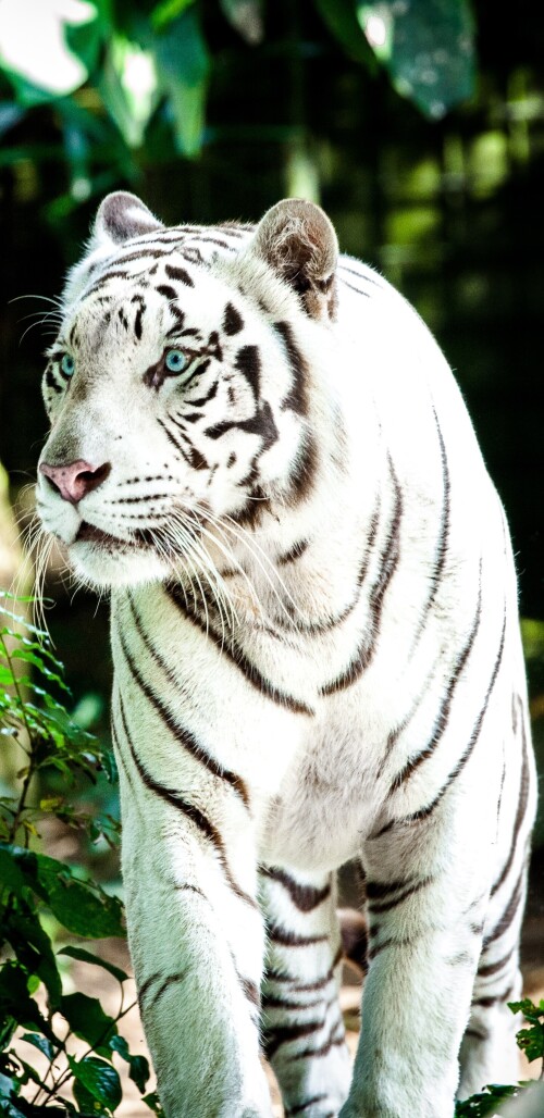 mobile-animal-tiger_055.jpg