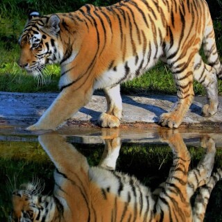 mobile-animal-tiger_057