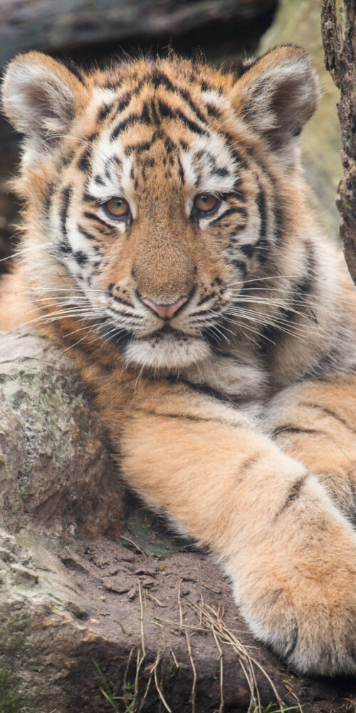 mobile-animal-tiger_066.jpg