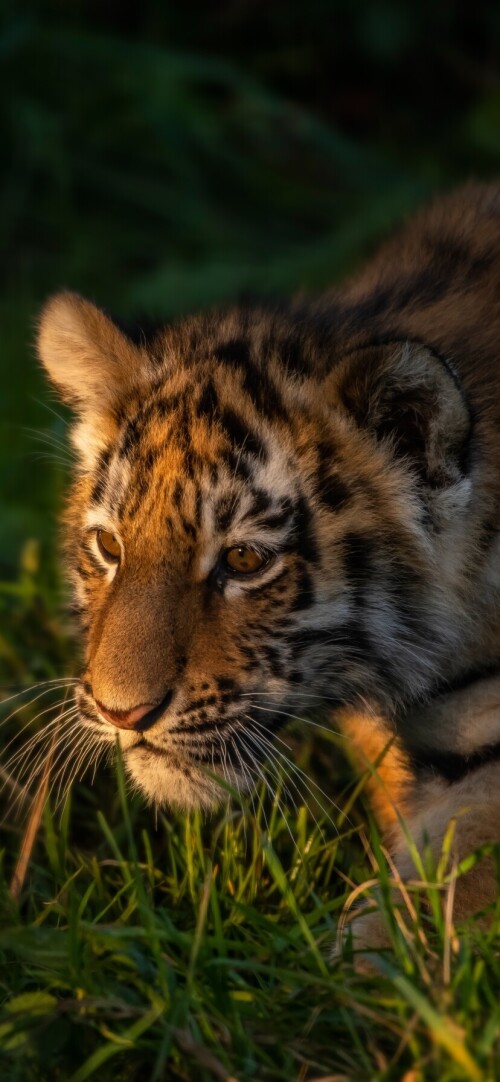 mobile-animal-tiger_068.jpg