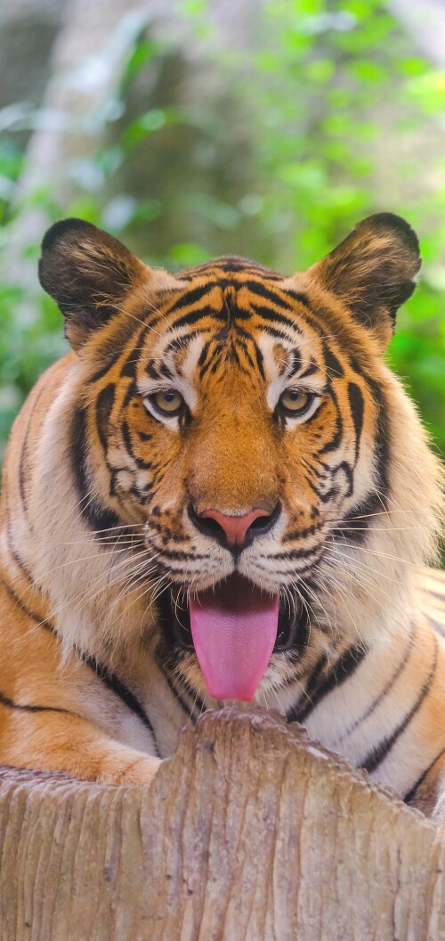mobile-animal-tiger_069.jpg