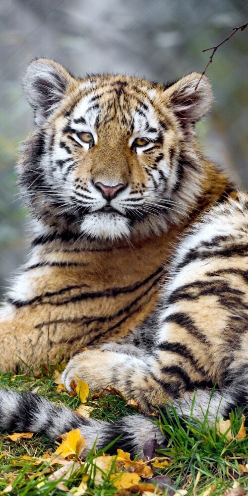 mobile-animal-tiger_077.jpg