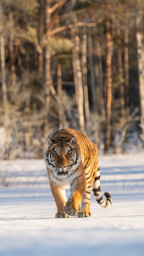 mobile-animal-tiger_079.jpg