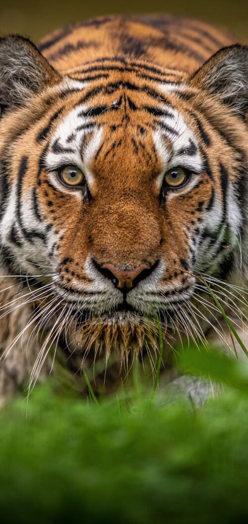 mobile-animal-tiger_080.jpg