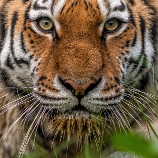 mobile-animal-tiger_080
