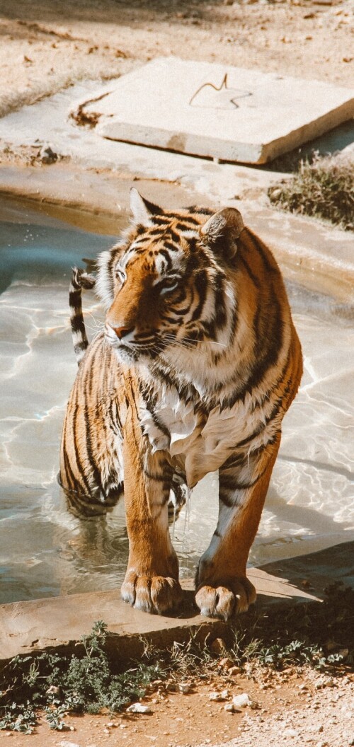 mobile-animal-tiger_081.jpg