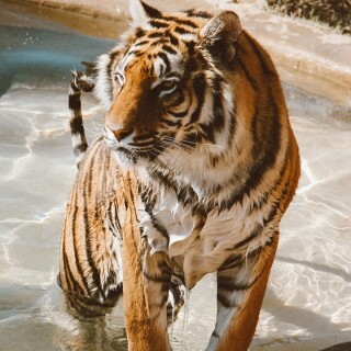 mobile-animal-tiger_081