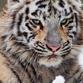 mobile-animal-tiger_086