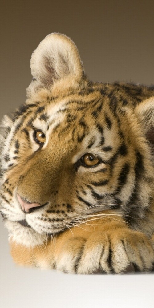 mobile-animal-tiger_088.jpg