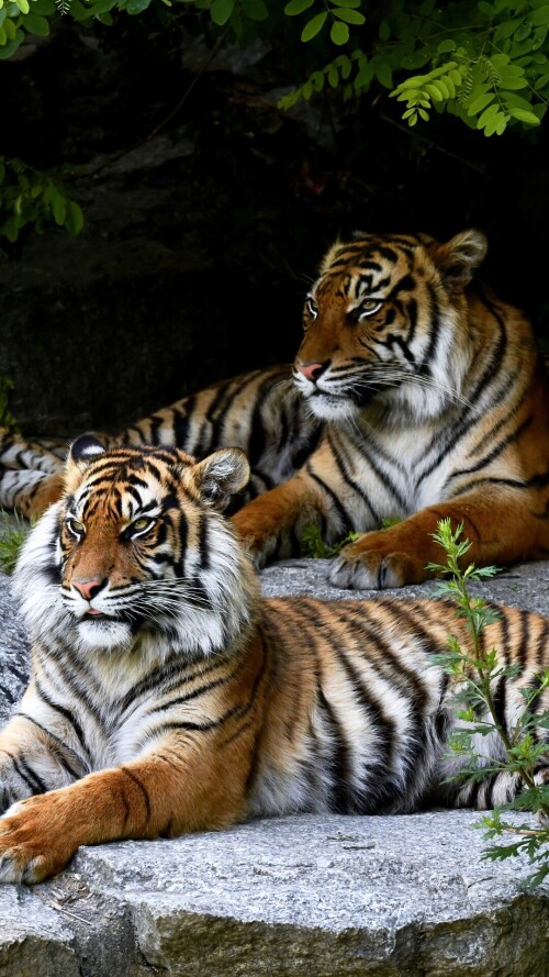 mobile-animal-tiger_090.jpg