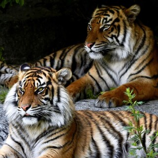 mobile-animal-tiger_090