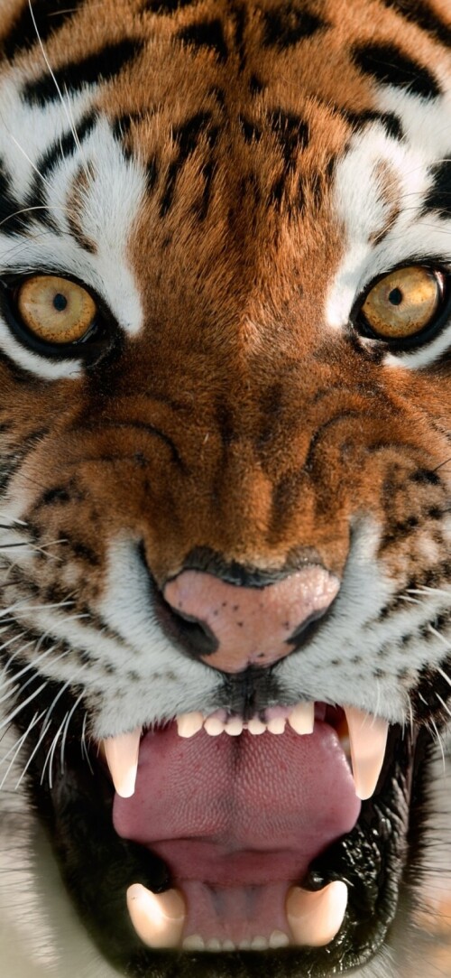 mobile-animal-tiger_091.jpg