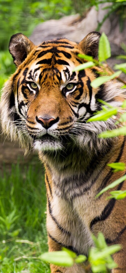 mobile-animal-tiger_092.jpg