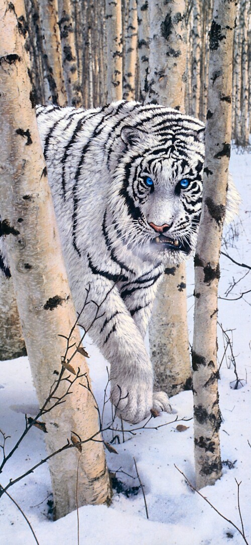 mobile-animal-tiger_093.jpg