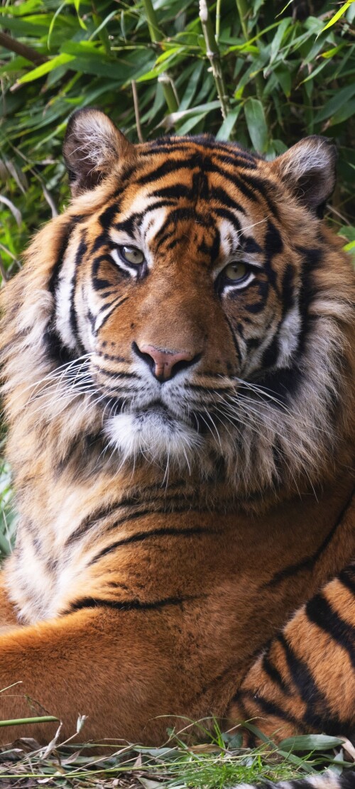 mobile-animal-tiger_094.jpg