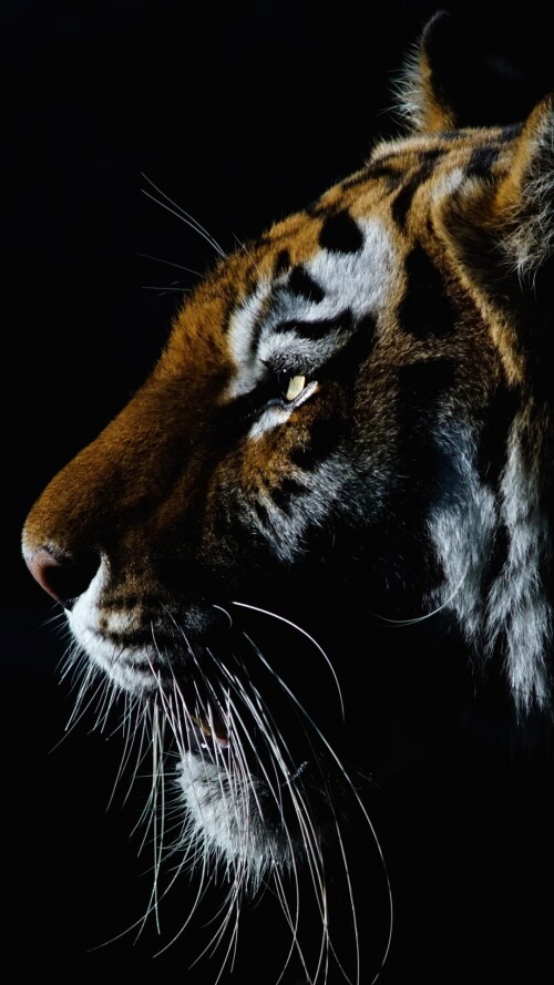 mobile-animal-tiger_097.jpg