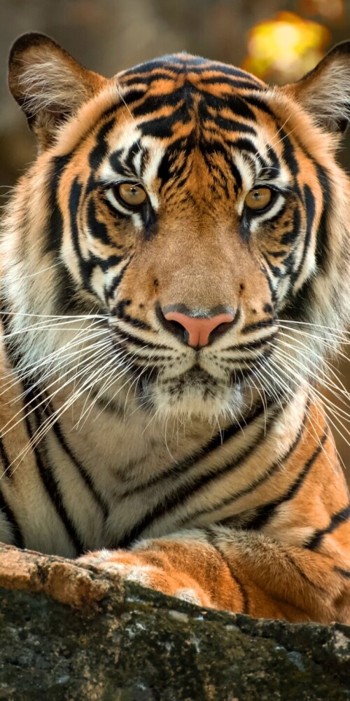 mobile-animal-tiger_101.jpg