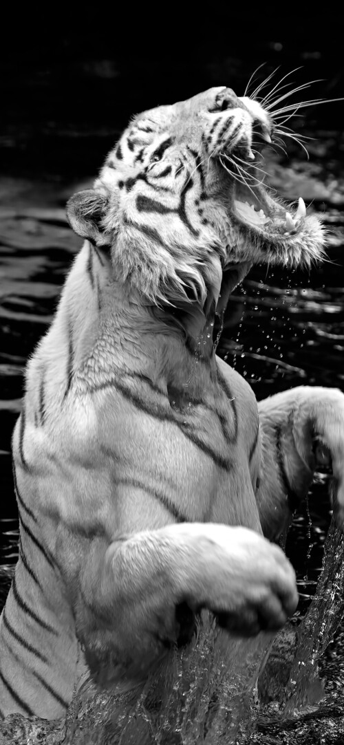 mobile-animal-tiger_103.jpg