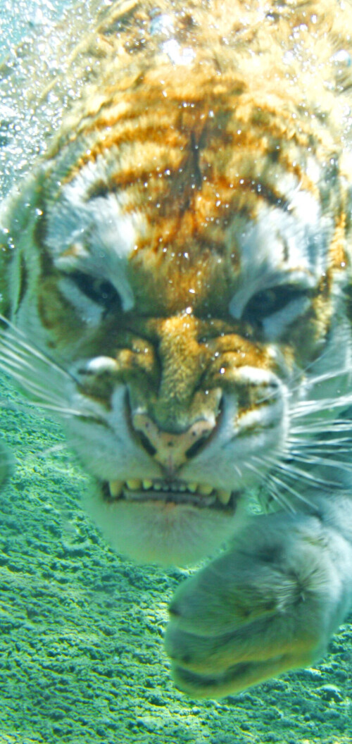 mobile-animal-tiger_105.jpg