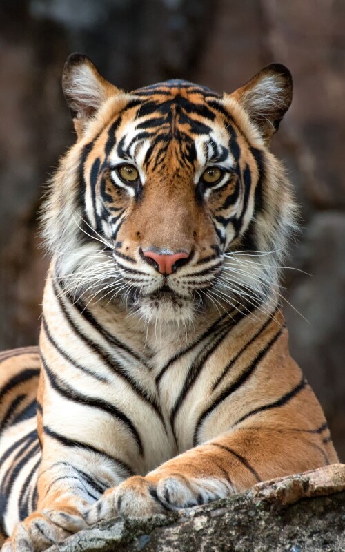 mobile-animal-tiger_106.jpg