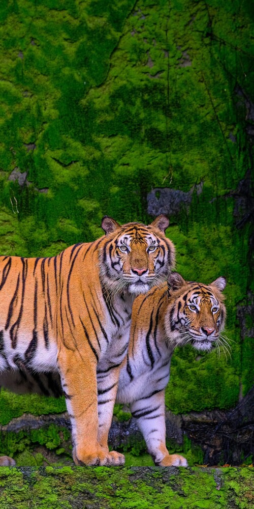 mobile-animal-tiger_107.jpg